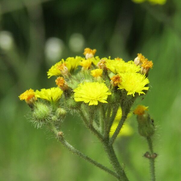 Pilosella cymosa Flower