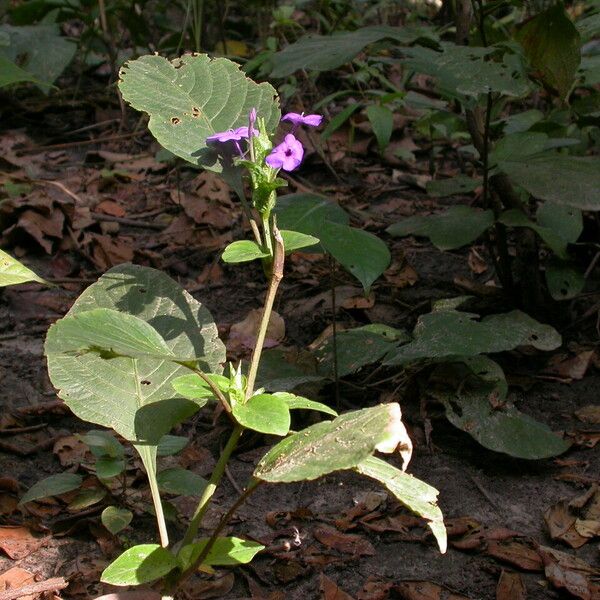 Eranthemum purpurascens Habit