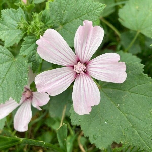 Lavatera trimestris Žiedas