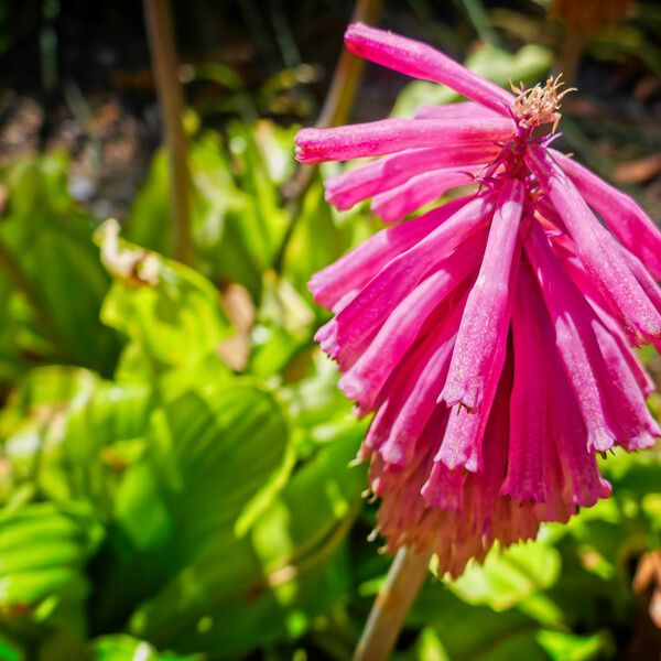 Veltheimia bracteata പുഷ്പം