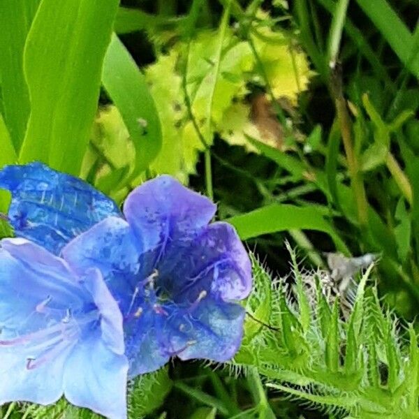 Echium plantagineum Flor