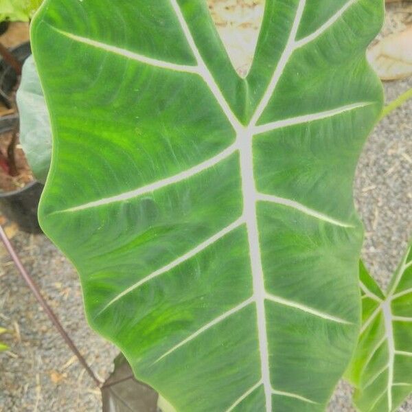 Alocasia micholitziana Φύλλο