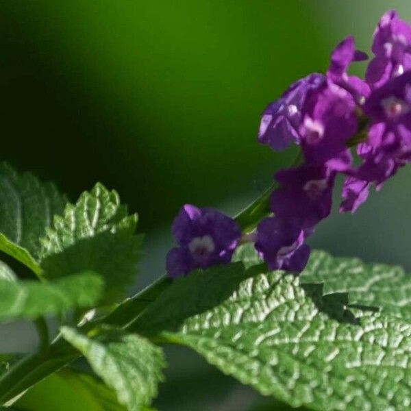 Stachytarpheta jamaicensis Fiore