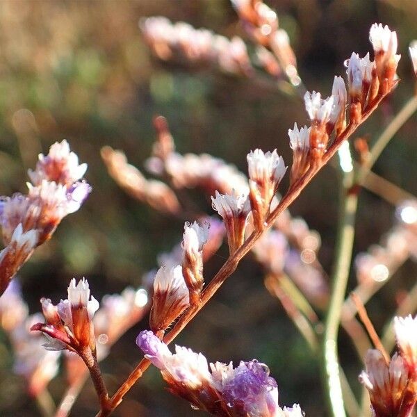 Limonium narbonense Hàbitat