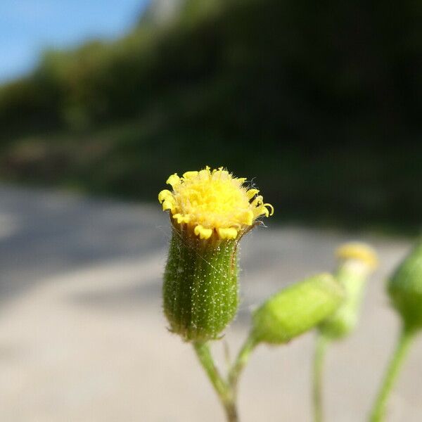 Senecio lividus Flor