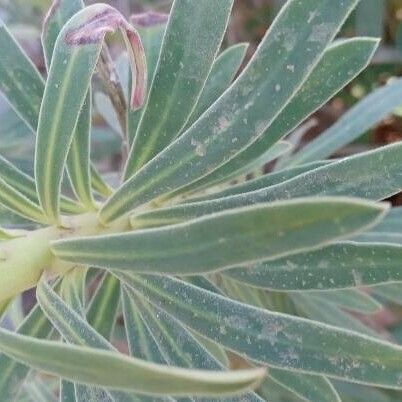 Euphorbia characias Leaf