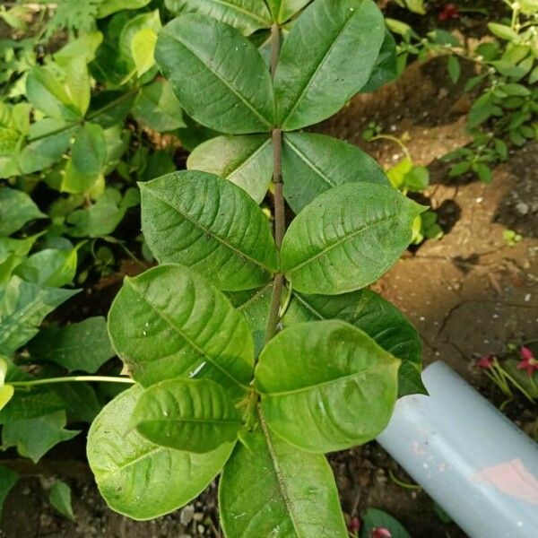 Allamanda blanchetii Ліст