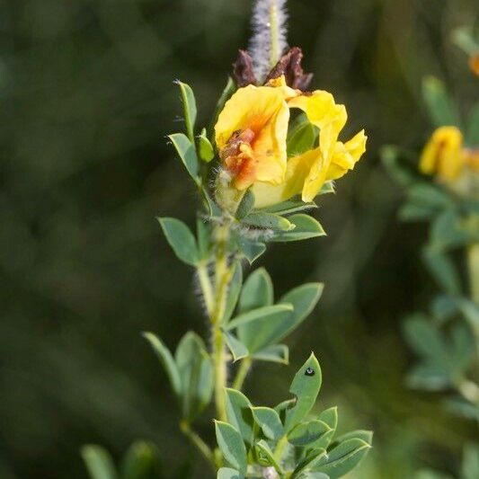 Argyrolobium biebersteinii Ostatní