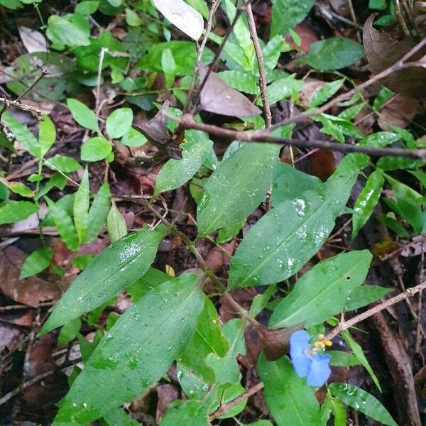 Commelina erecta Φύλλο