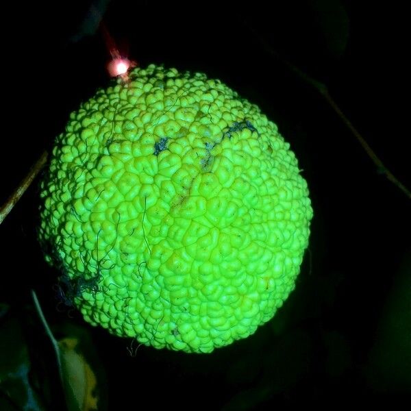 Maclura pomifera ᱡᱚ