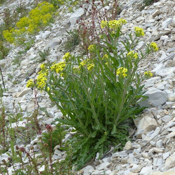 Biscutella cichoriifolia অভ্যাস