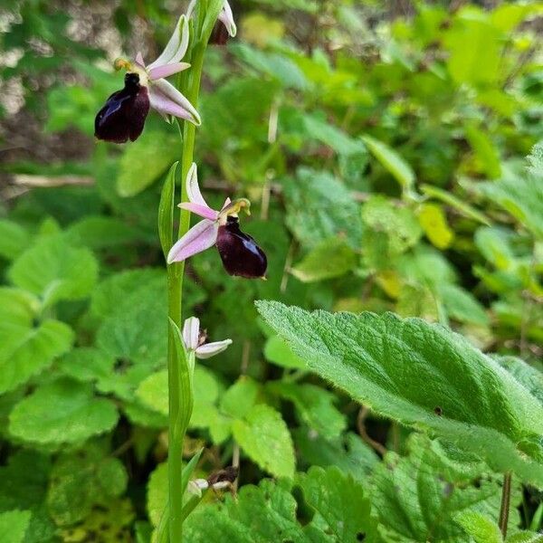 Ophrys bertolonii Flor