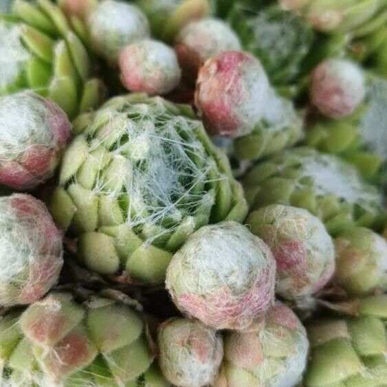 Sempervivum arachnoideum Blomma