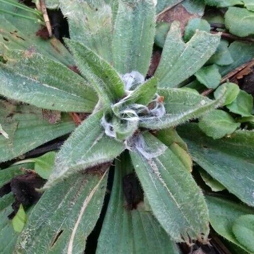 Plantago lanceolata Muu