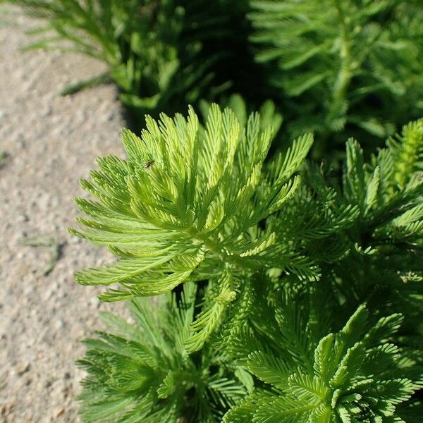 Myriophyllum aquaticum Habitat