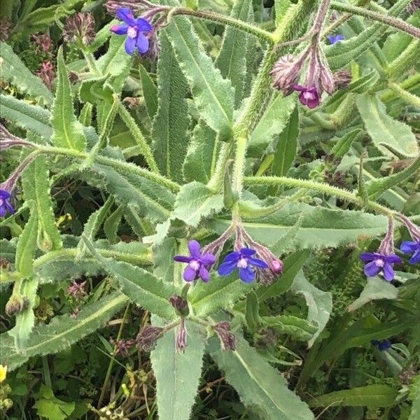 Anchusa azurea Liść