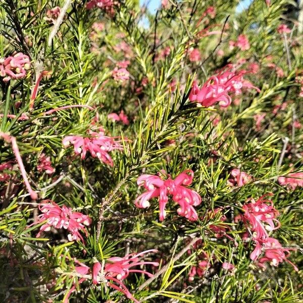 Grevillea rosmarinifolia Fiore