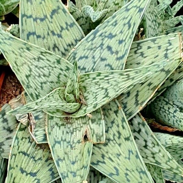 Aloe rauhii পাতা