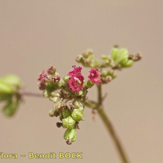 Commicarpus helenae Máis