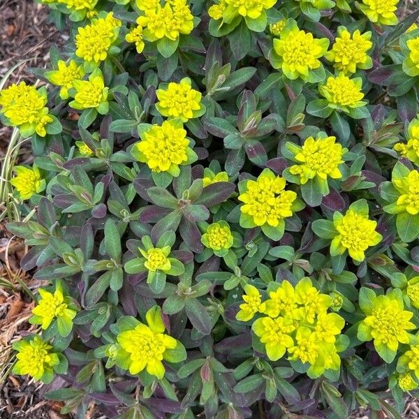 Euphorbia epithymoides Levél