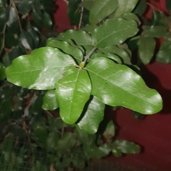 Cryptocarya alba Leaf