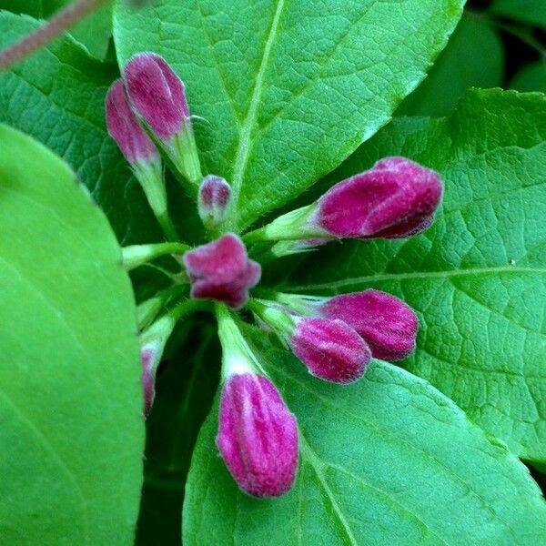 Weigela florida 花