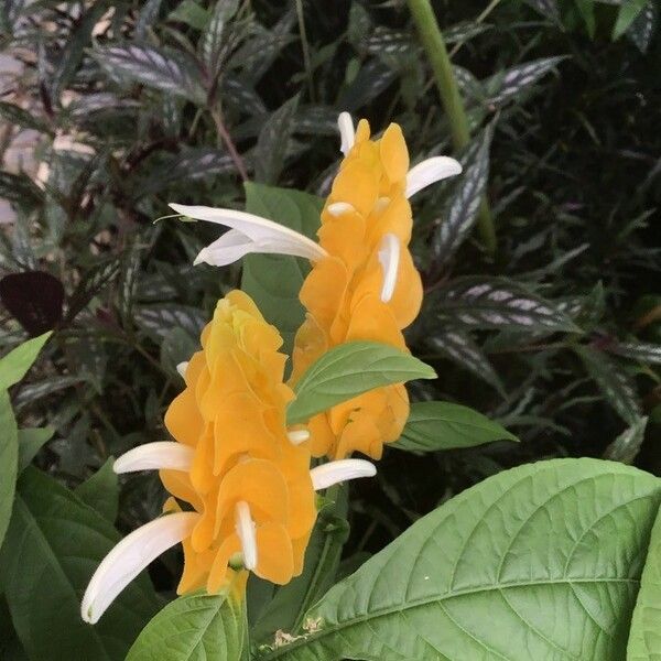 Pachystachys lutea Flower