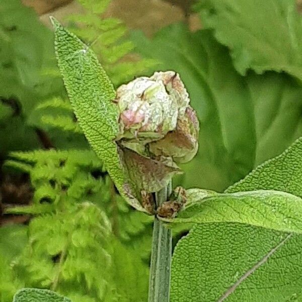 Salvia officinalis Blomma