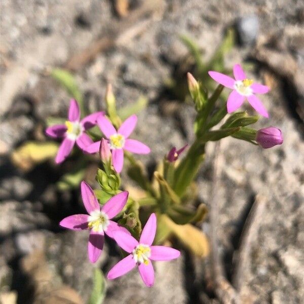 Centaurium tenuiflorum Žiedas