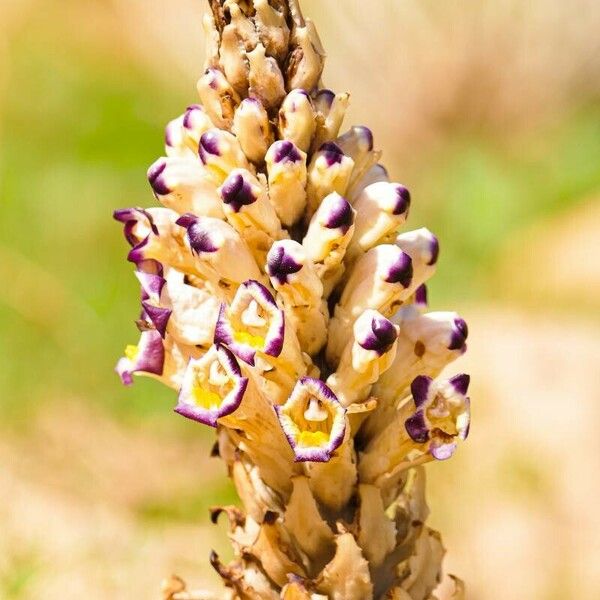 Cistanche violacea Bloem