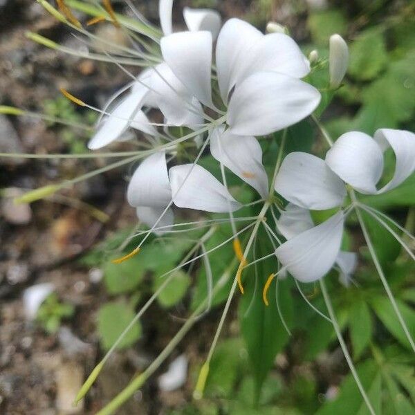 Cleoserrata speciosa Flower