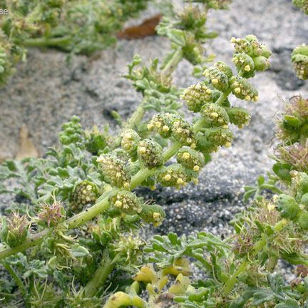 Ambrosia chamissonis Habit