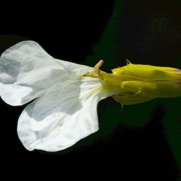 Raphanus raphanistrum Flower