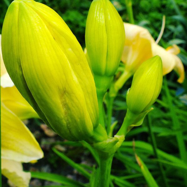 Hemerocallis lilioasphodelus Blodyn