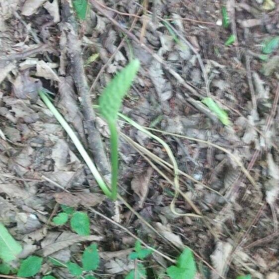 Arisaema dracontium Leaf