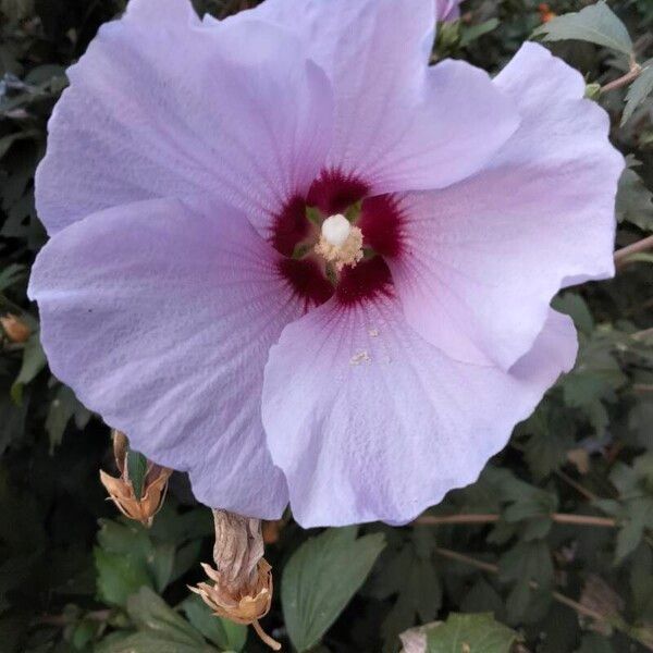 Hibiscus syriacus Õis