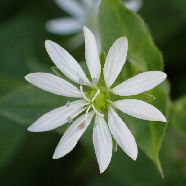 Stellaria aquatica Floro