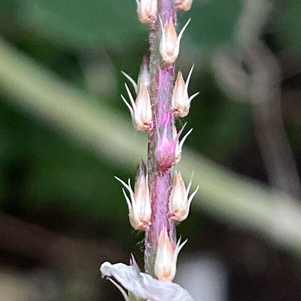 Achyranthes aspera Owoc