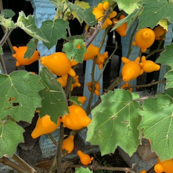 Solanum mammosum Fruit