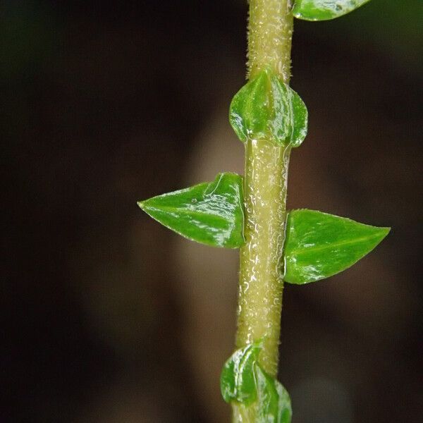 Selaginella vogelii Leaf