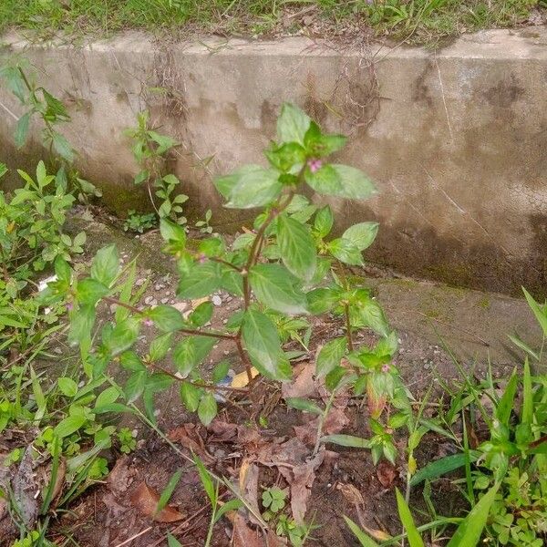 Cuphea elliptica Blad