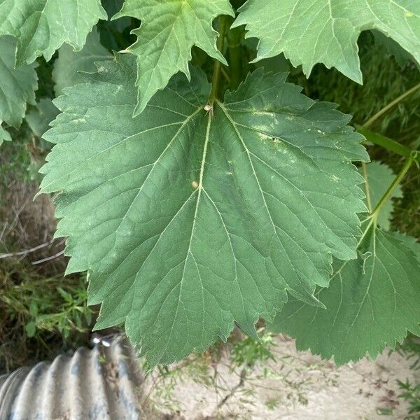 Cyclachaena xanthiifolia Leaf