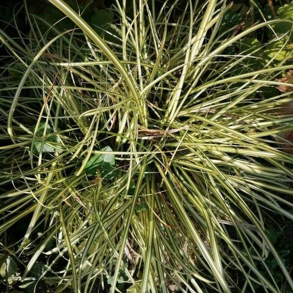 Carex ornithopoda Blad