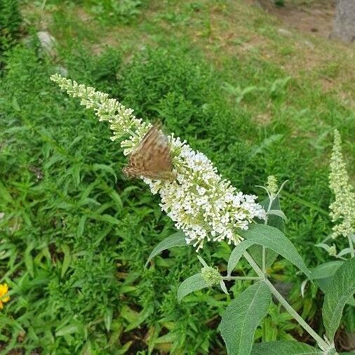 Buddleja asiatica Blüte