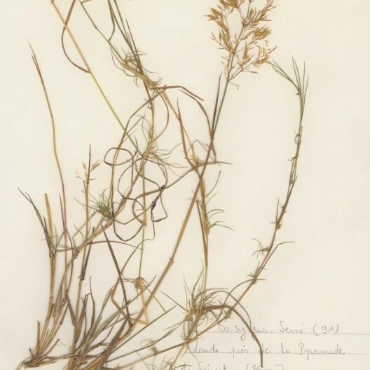 Agrostis canina ᱛᱟᱦᱮᱸ