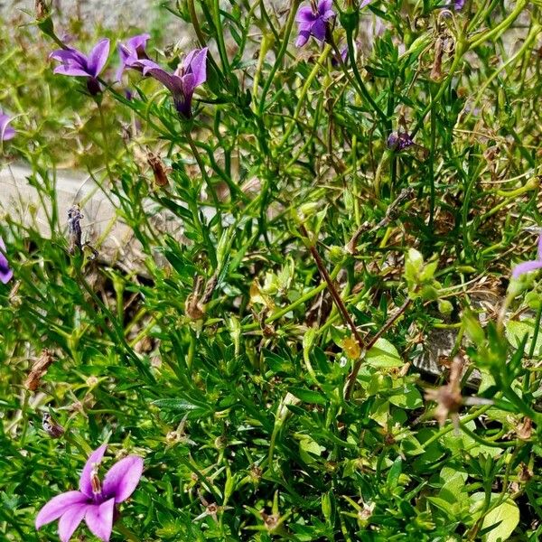 Monopsis unidentata Blad