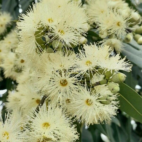 Corymbia citriodora Cvet