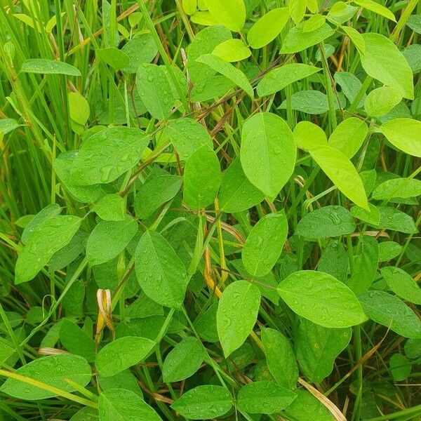 Vigna vexillata Feuille