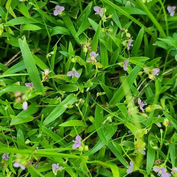 Murdannia nudiflora برگ