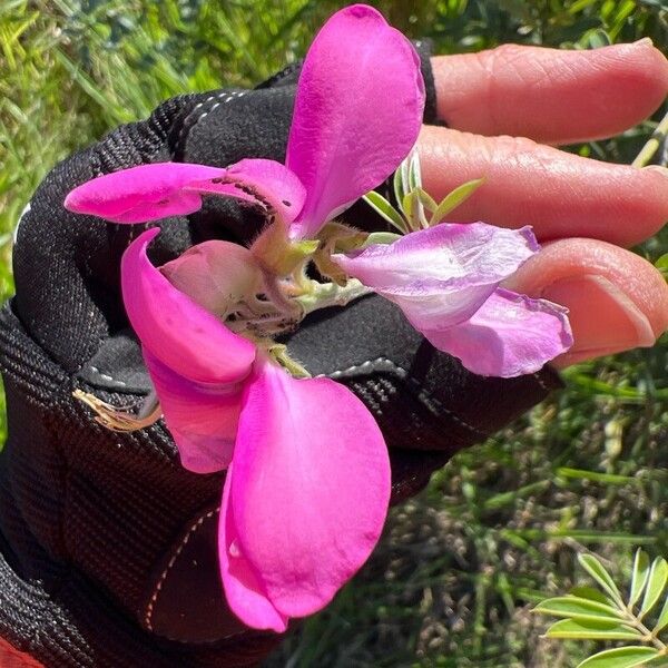 Tephrosia grandiflora 花